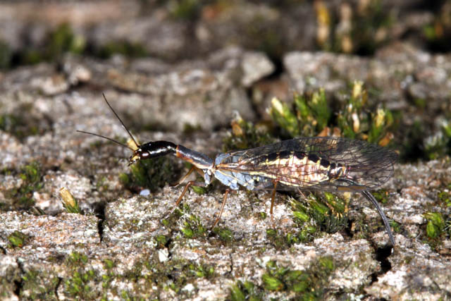 Atlantoraphidia maculicollis - Copyright Denis Bourgeois